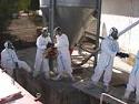 Control of the outbreak of avian flu declared at the "Granjas Segura, S. A." farm