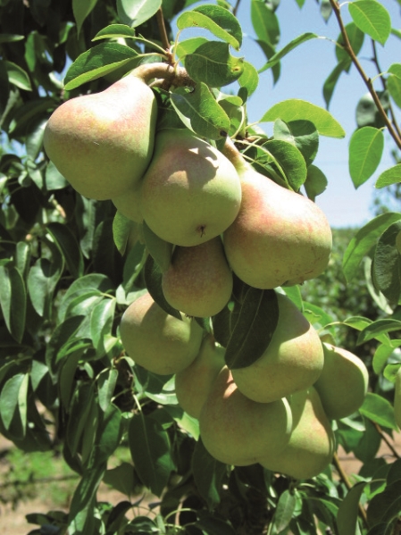 Pears