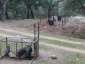 Wild boars in a cage