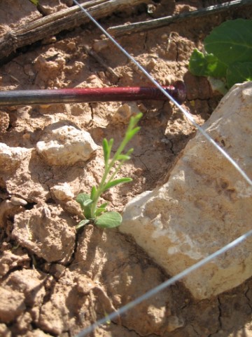 Plantación de especies arbustivas para su aprovechamiento energético