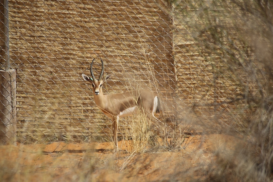 Gazelle