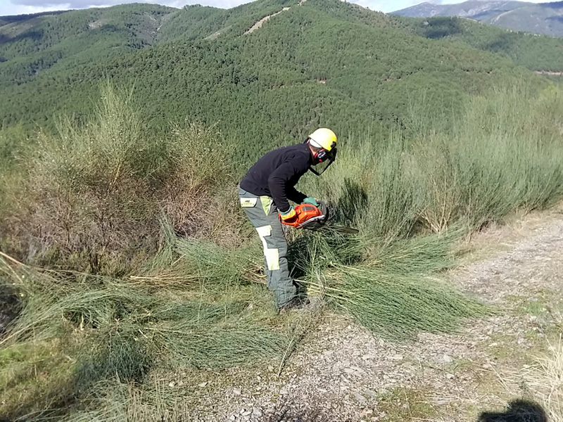 Trabajos selvícolas