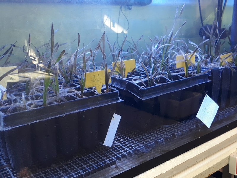 Plantas y acuarios
