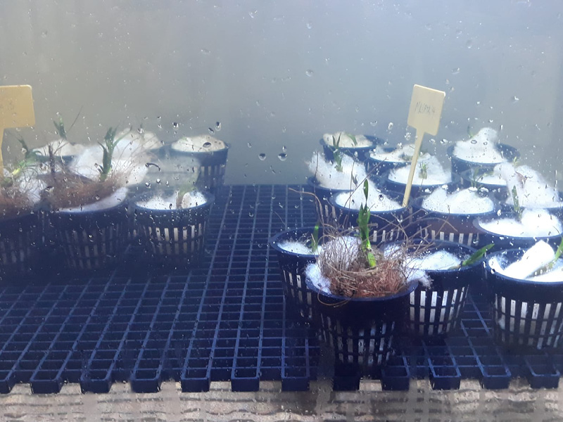 Plantas y acuarios