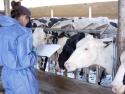 Vet monitoring the livestock health