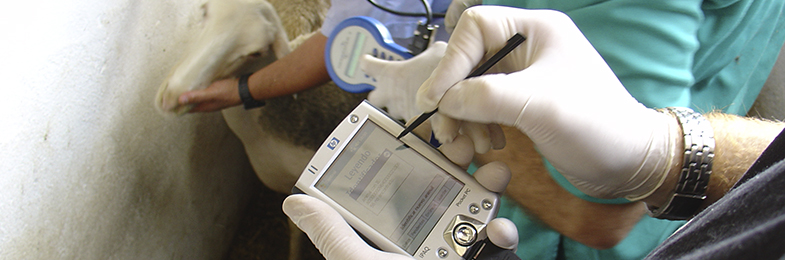 Veterinario tomando datos con un dispositivo movil