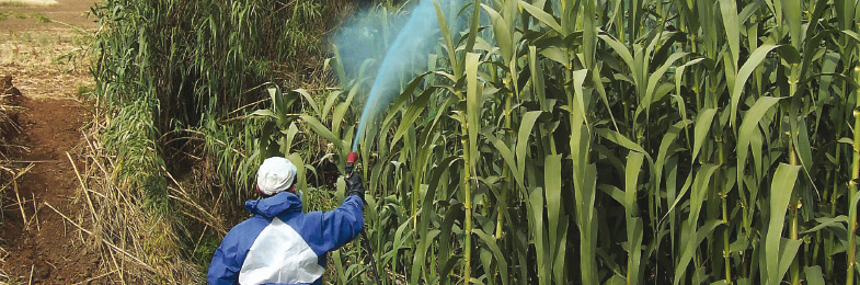 Técnico fumigando un cultivo