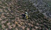 Repoblación forestal del Monte Protector del Embalse de Alcorlo