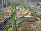 Plantas en vivero sometidas a los ensayos de herbicidas en condiciones controladas.