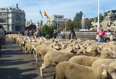 Ovejas paseando por las calles de Madrid en día de la transhumancia. 