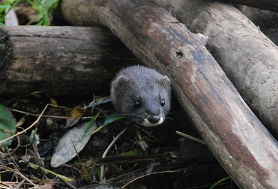 Tragsatec coordina un proyecto para la conservación del visón europeo