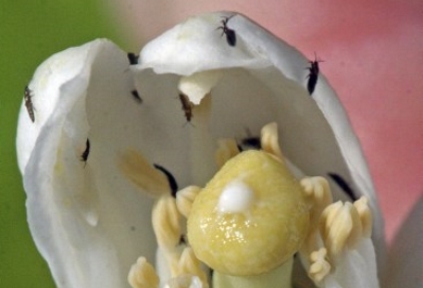 Mosquitos atacando una flor