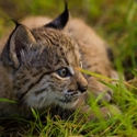 Última camada de linces en El Acebuche (temporada 2016)