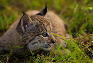 Cría de Lince ibérico nacida en el centro de cría El Acebuche