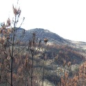 Helimulching, técnica aérea para recuperar zonas afectadas por incendios