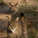 Dos linces ibéricos llegan al  Zoo de Madrid