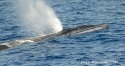 Avistadas cinco ballenas en las aguas de Lanzarote