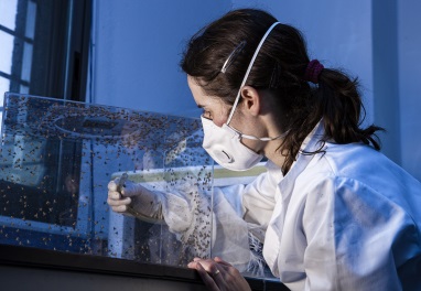 Investigación nuevas plagas