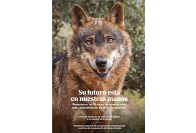 El lobo ibérico es una de las especies en peligro con las que el Grupo Tragsa trabaja