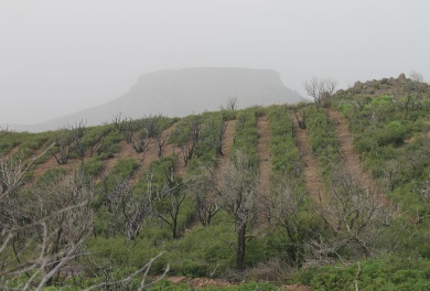 Restauración forestal Parque Nacional de Garajonay