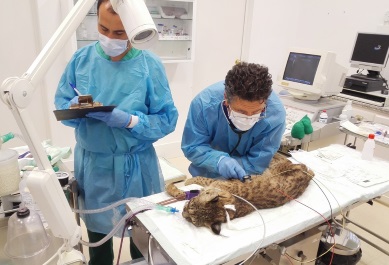 El lince "Fran" del Centro de Cría de El Acebuche (Huelva)