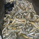 Recogidas 6,3 toneladas de peces muertos en el río Guadalquivir