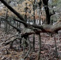 Los bosques, un tesoro que cuidar