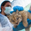 Nacen las primeras crías de lince de 2017