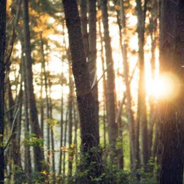 El subdirector de Silvicultura y Montes repasa la situación del sector forestal en Transforma