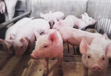 Sanidad animal