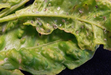 Hoja afectada por la bacteria "Dragón amarillo"