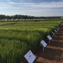 La VI edición de las Jornadas GENVCE  abordará el futuro de nuestra agricultura
