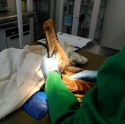 Más de 1.300 animales son atendidos cada año en dos de los centros de recuperación de fauna de Galicia