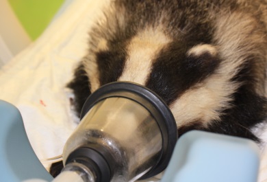 Servicio veterinario en uno de los centros de recuperación de fauna 