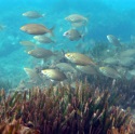 Las estaciones de muestreo para la conservación de posidonia recuperan su actividad en Baleares