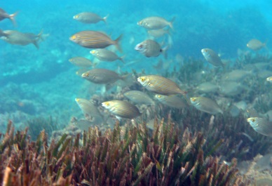 Plan monitorizacion posidonia 
