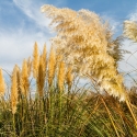 El Plumero de la Pampa desaparecerá de Asturias