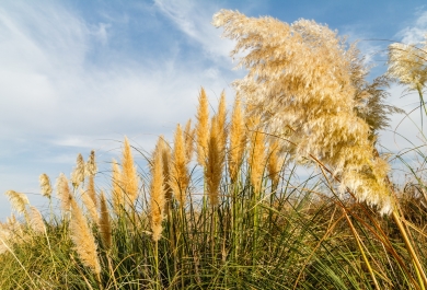 Plumero de la Pampa