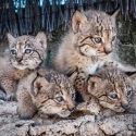 Nacen 24 ejemplares de lince ibérico en los centros de cría de El Acebuche y Zarza de Granadilla