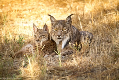 lince ibérico