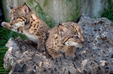 cachorros de lince