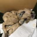 El mayor y más avanzado hospital de animales silvestres de España