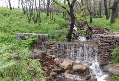 Área restaurada tras incendio forestal