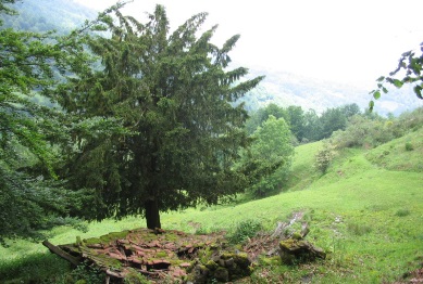 Proyecto LIFE Taxus Baccata