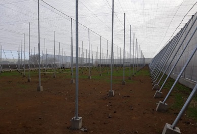 Proyecto mejora piña tropical 