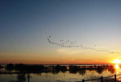 Doñana