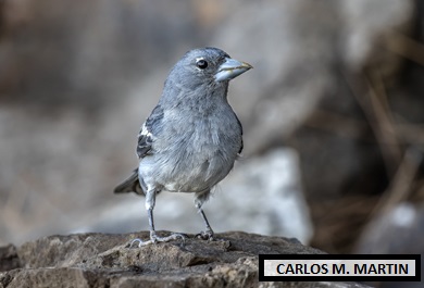 Pinzón azul de Gran Canaria