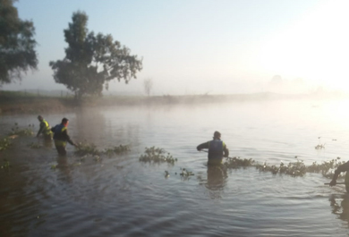 Trabajadores de Tragsa retirando el camalote del Guadiana
