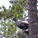 Solo quedan 292 ejemplares de urogallo cantábrico