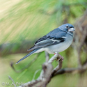 Los expertos en conservación de aves se reúnen en Gran Canaria